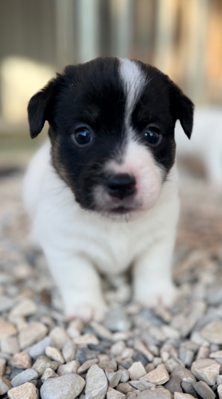 Des Niglots Du Gard - Chiots disponibles - Jack Russell Terrier