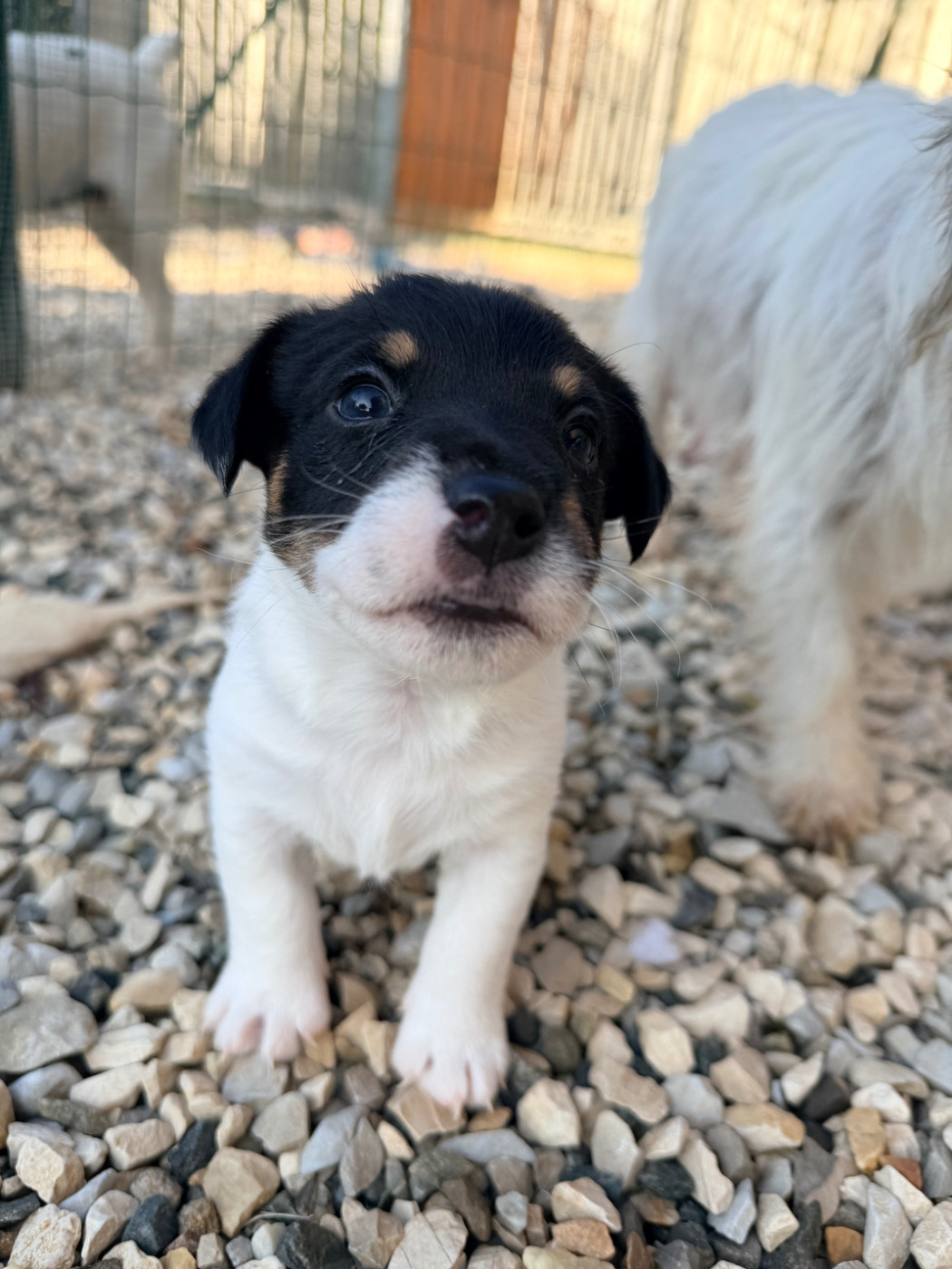 Des Niglots Du Gard - Chiots disponibles - Jack Russell Terrier