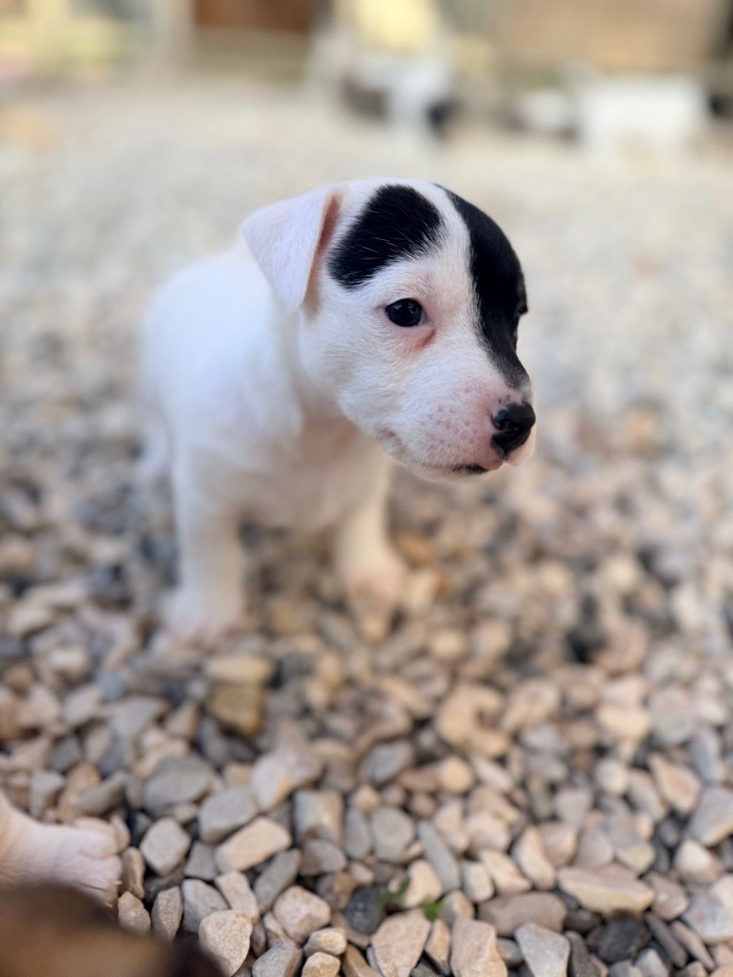 Des Niglots Du Gard - Chiots disponibles - Jack Russell Terrier