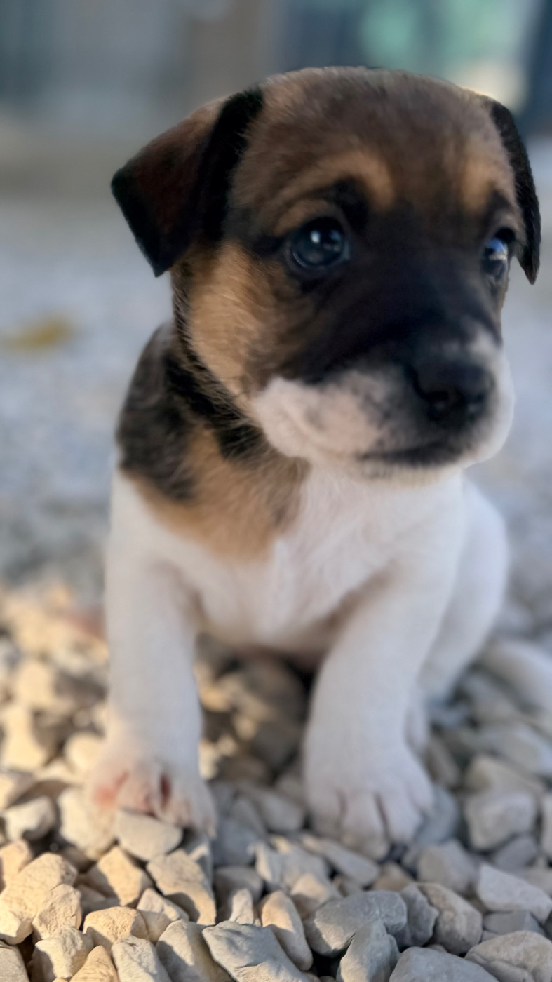 Des Niglots Du Gard - Chiots disponibles - Jack Russell Terrier