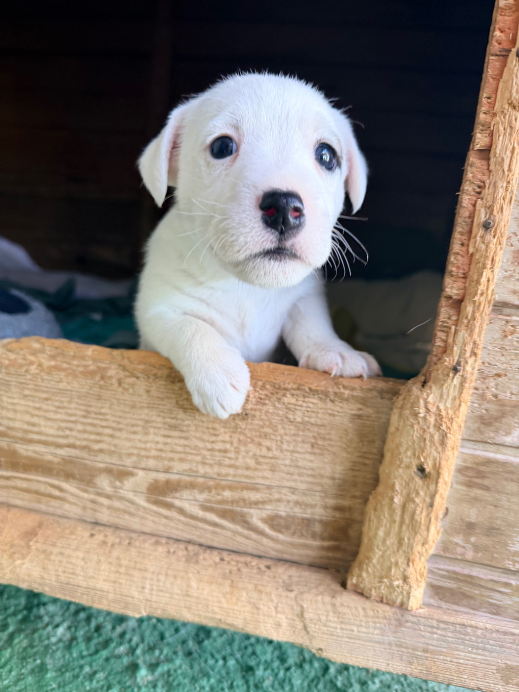 Des Niglots Du Gard - Chiots disponibles - Jack Russell Terrier