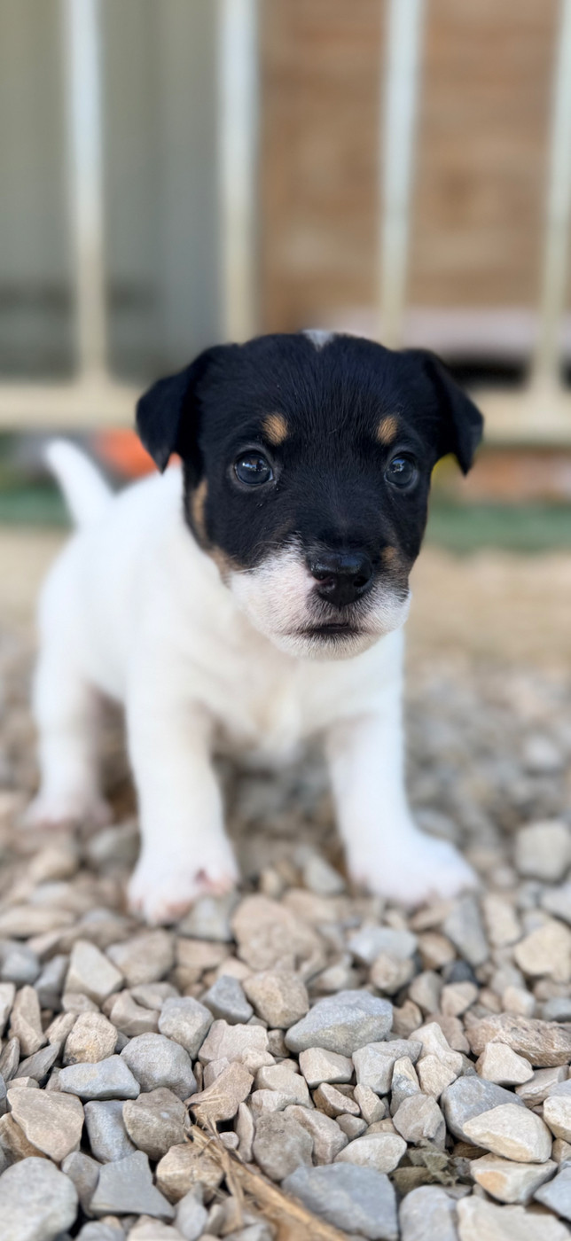 Des Niglots Du Gard - Chiots disponibles - Jack Russell Terrier