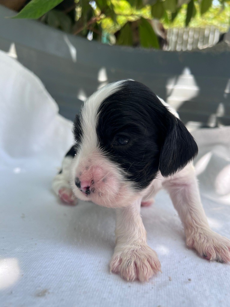 Des Niglots Du Gard - Chiots disponibles - Cocker Spaniel Anglais