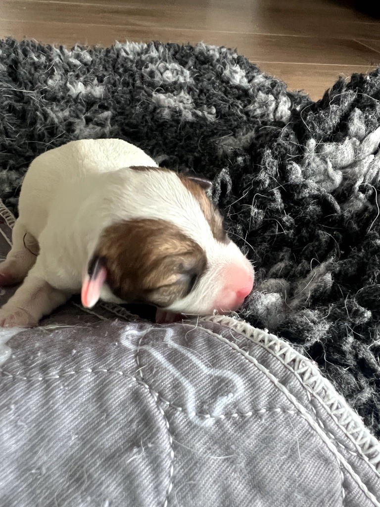 Des Niglots Du Gard - Chiots disponibles - Jack Russell Terrier