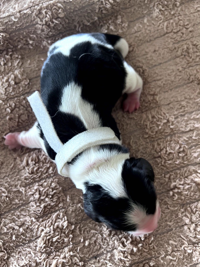 Des Niglots Du Gard - Chiots disponibles - Cocker Spaniel Anglais