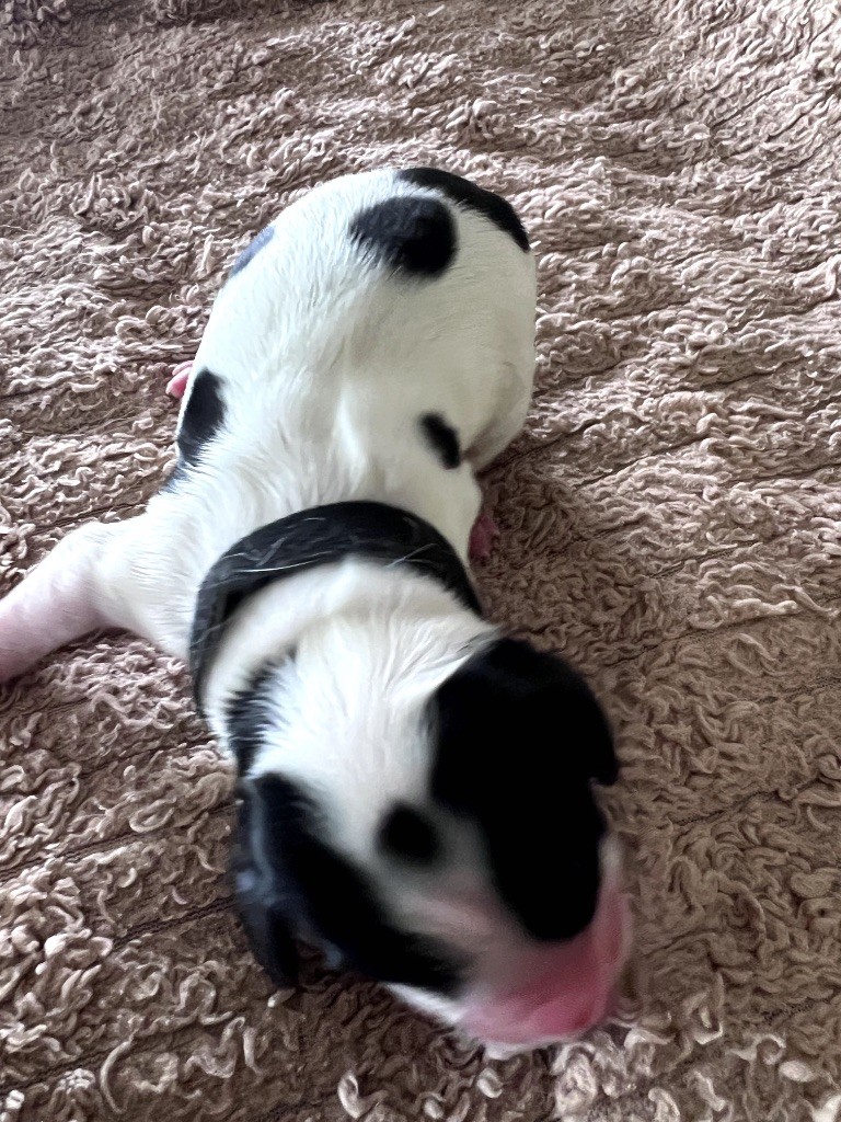 Des Niglots Du Gard - Chiots disponibles - Cocker Spaniel Anglais