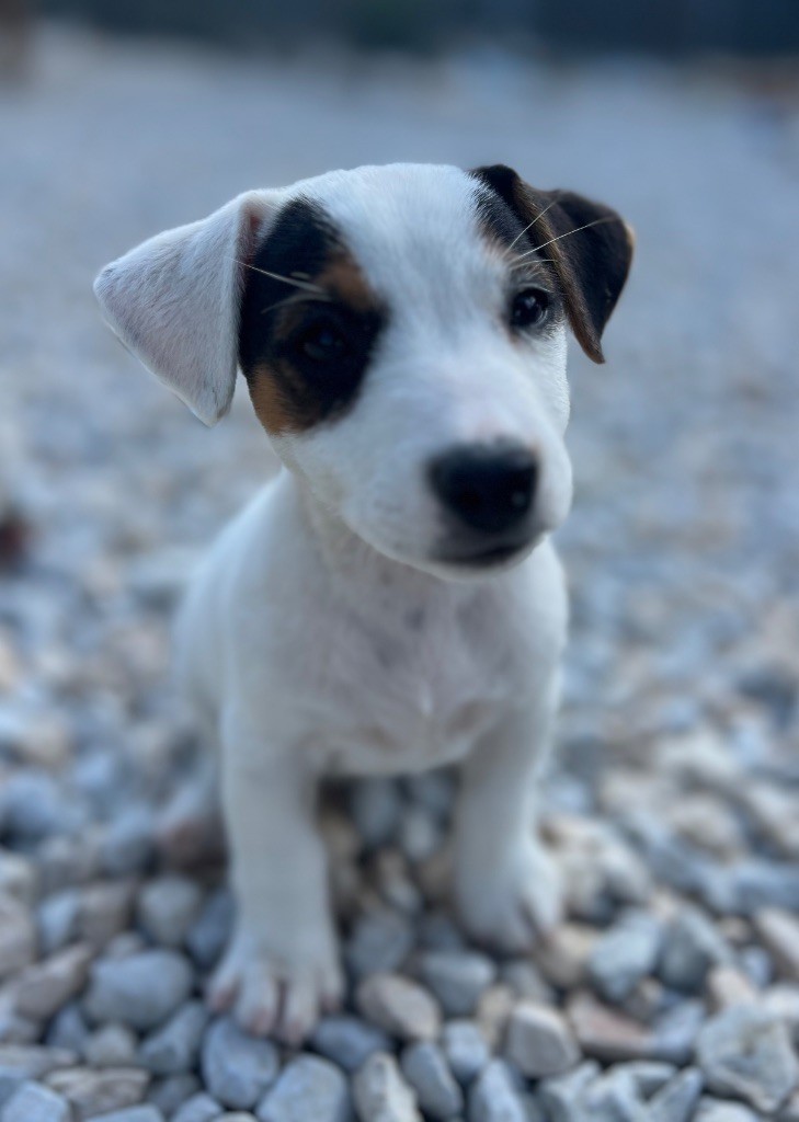 Des Niglots Du Gard - Chiots disponibles - Jack Russell Terrier