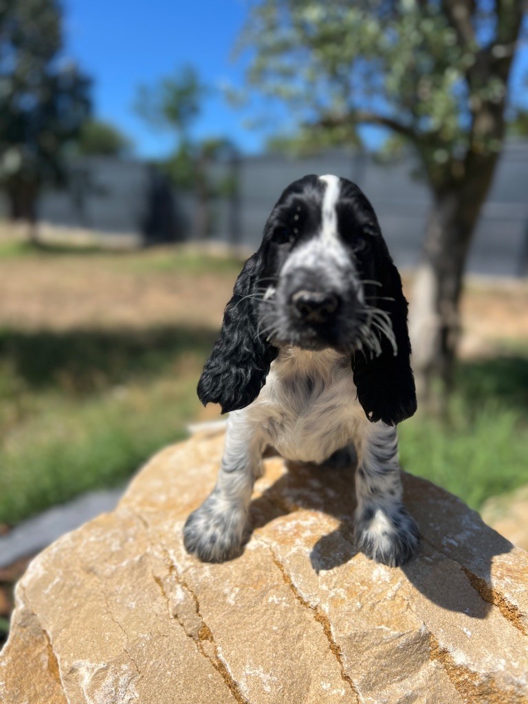 Des Niglots Du Gard - Chiots disponibles - Cocker Spaniel Anglais