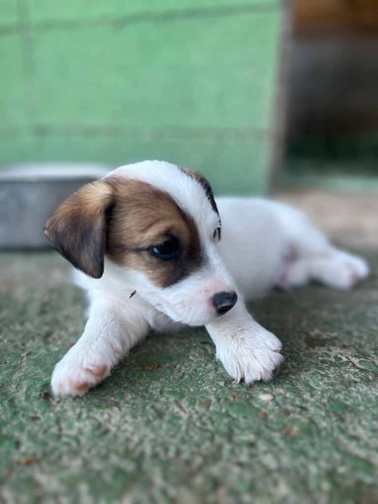 Des Niglots Du Gard - Chiots disponibles - Jack Russell Terrier