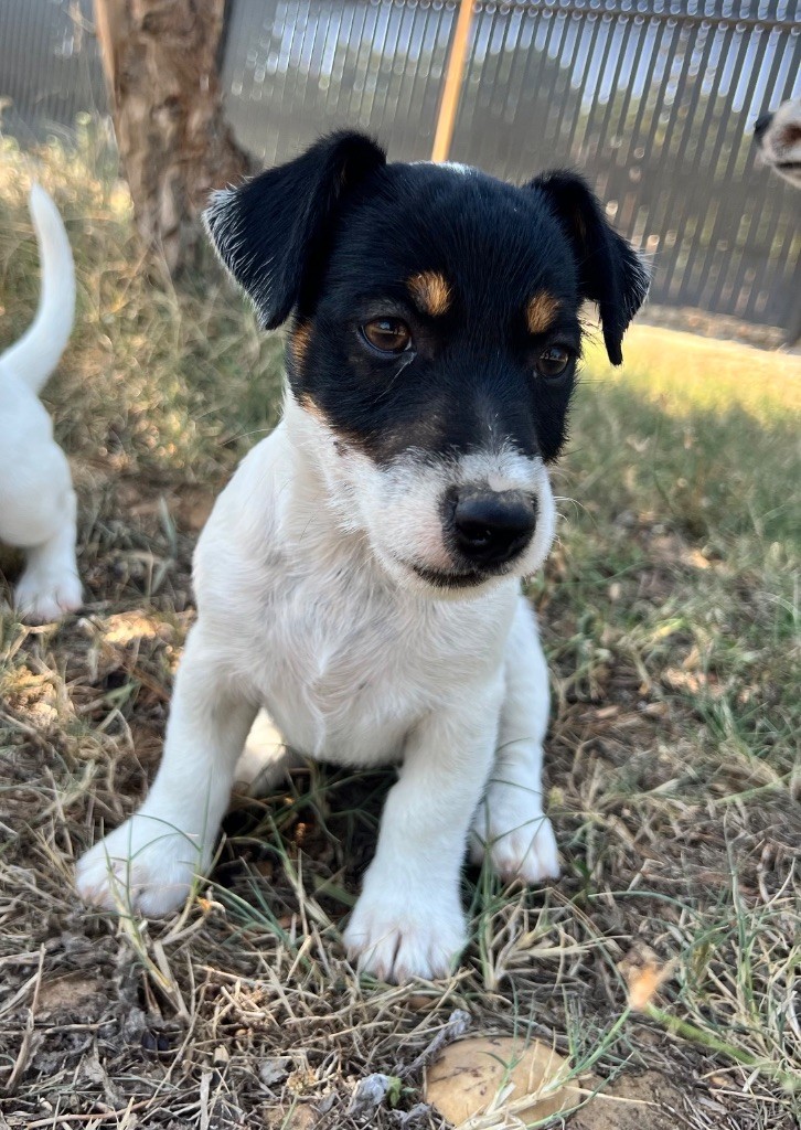 Des Niglots Du Gard - Chiots disponibles - Jack Russell Terrier
