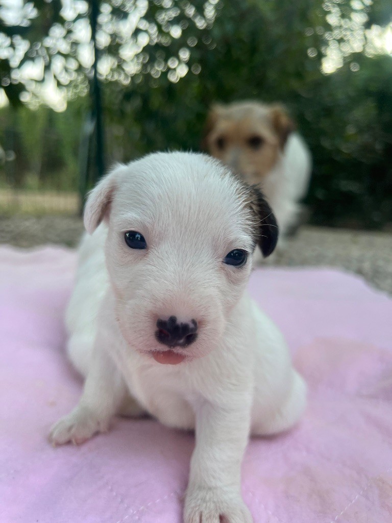 Des Niglots Du Gard - Chiots disponibles - Jack Russell Terrier