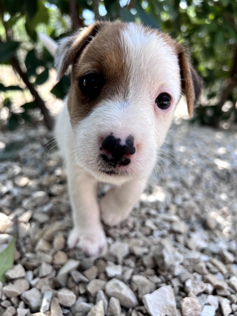 Des Niglots Du Gard - Chiots disponibles - Jack Russell Terrier