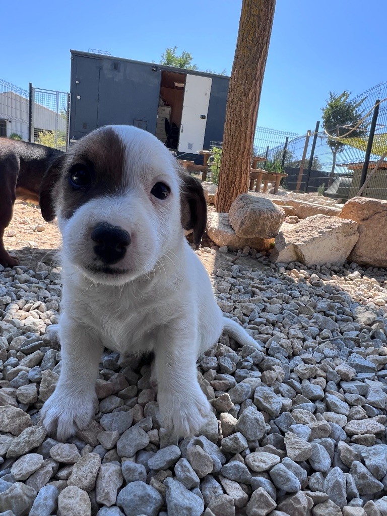 Des Niglots Du Gard - Chiots disponibles - Jack Russell Terrier