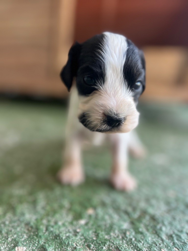 Des Niglots Du Gard - Chiots disponibles - Cocker Spaniel Anglais