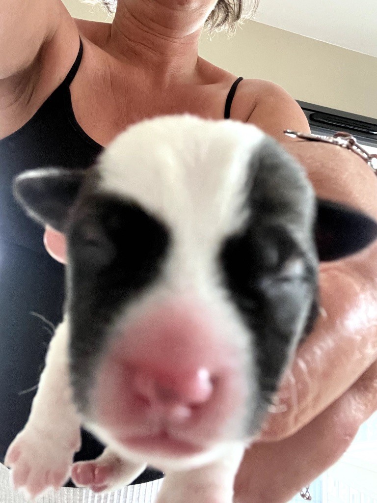 Des Niglots Du Gard - Chiots disponibles - Jack Russell Terrier