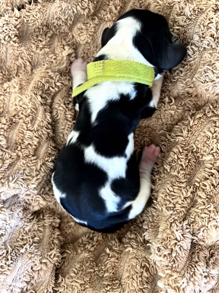 Des Niglots Du Gard - Chiots disponibles - Cocker Spaniel Anglais