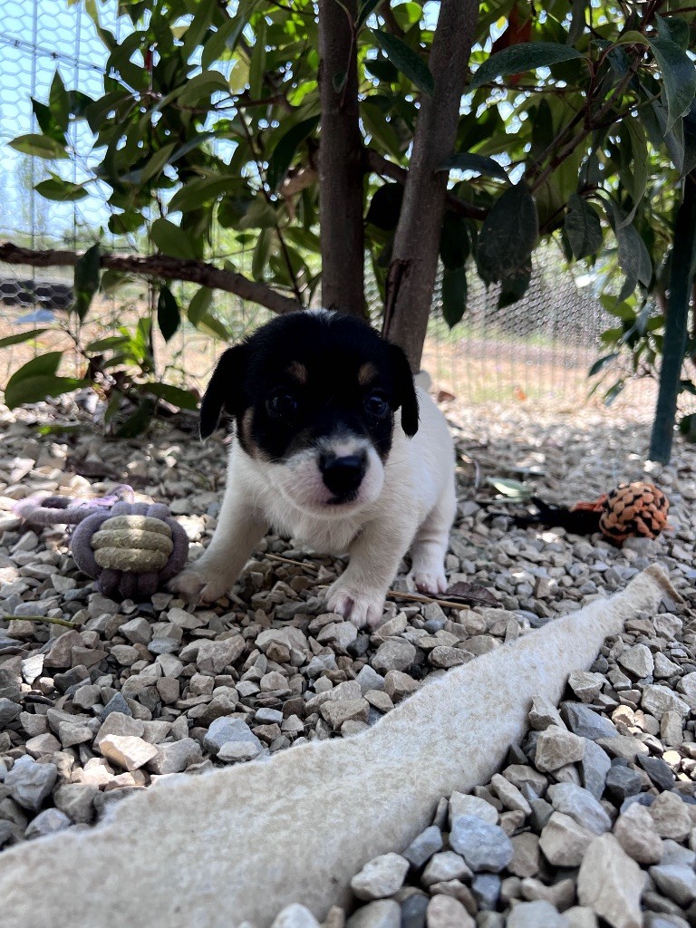 Des Niglots Du Gard - Chiots disponibles - Jack Russell Terrier