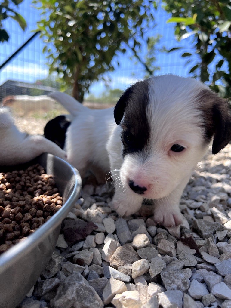 Des Niglots Du Gard - Chiots disponibles - Jack Russell Terrier