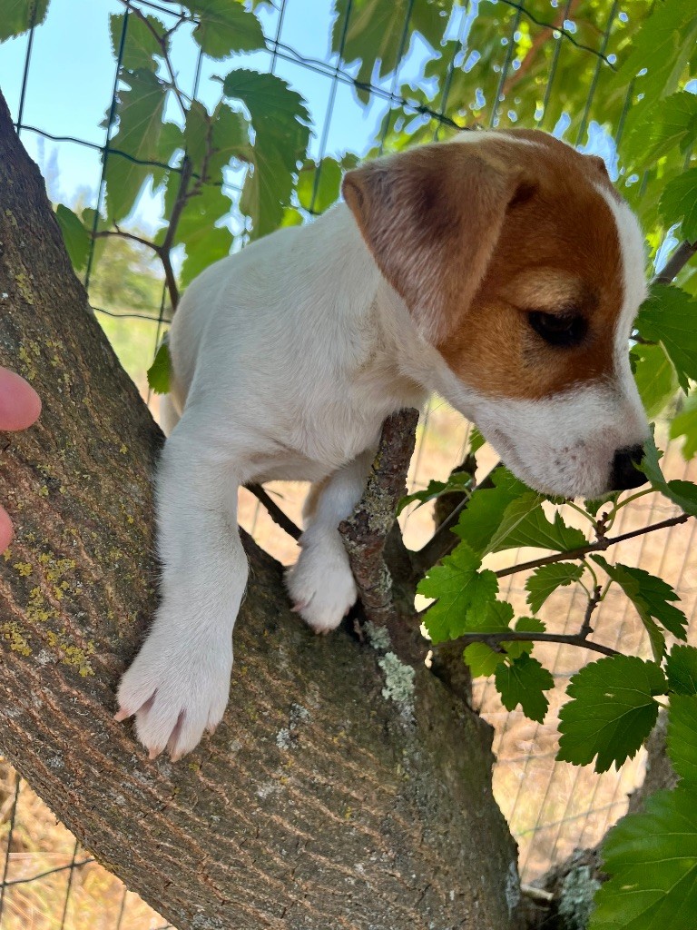 Des Niglots Du Gard - Chiots disponibles - Jack Russell Terrier