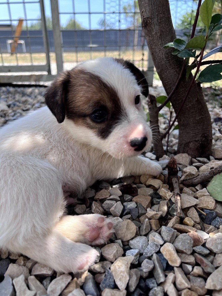 Des Niglots Du Gard - Chiots disponibles - Jack Russell Terrier