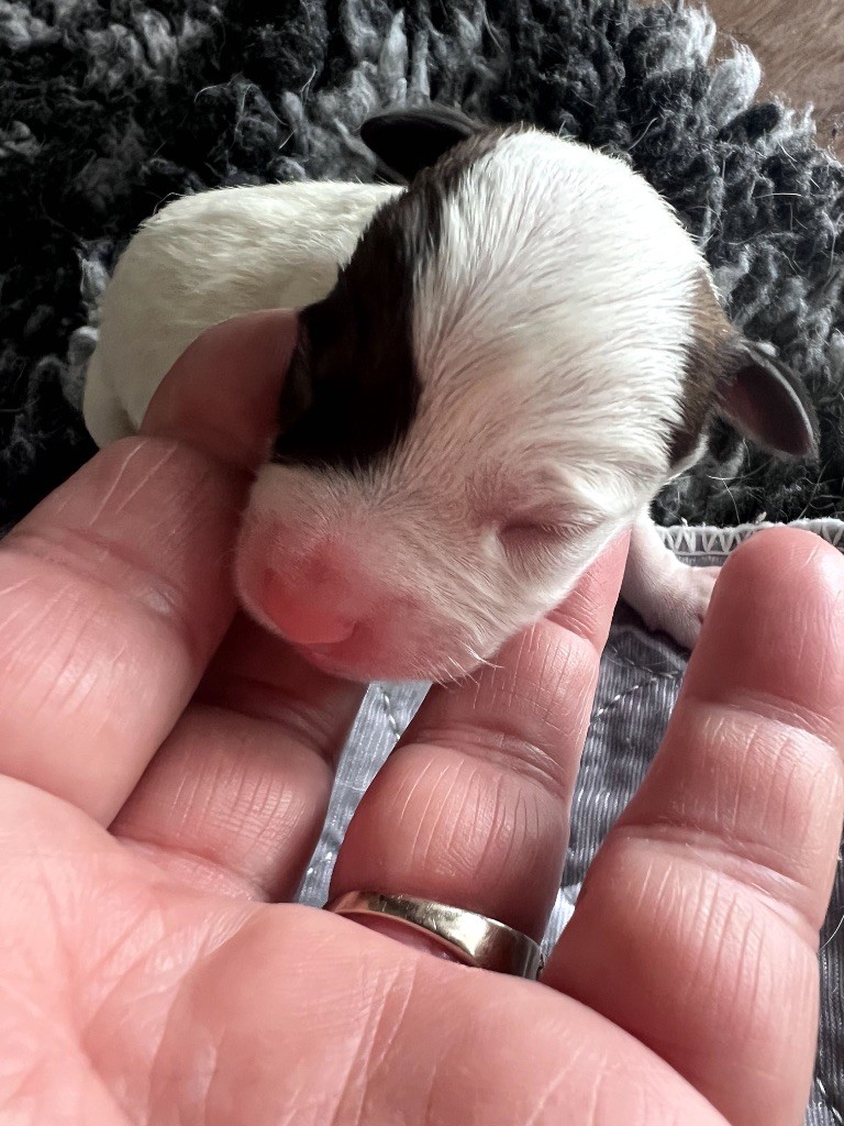 Des Niglots Du Gard - Chiots disponibles - Jack Russell Terrier