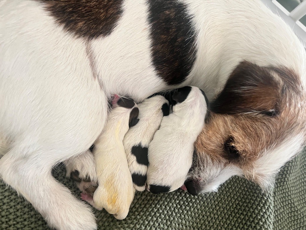 Des Niglots Du Gard - Jack Russell Terrier - Portée née le 09/09/2025