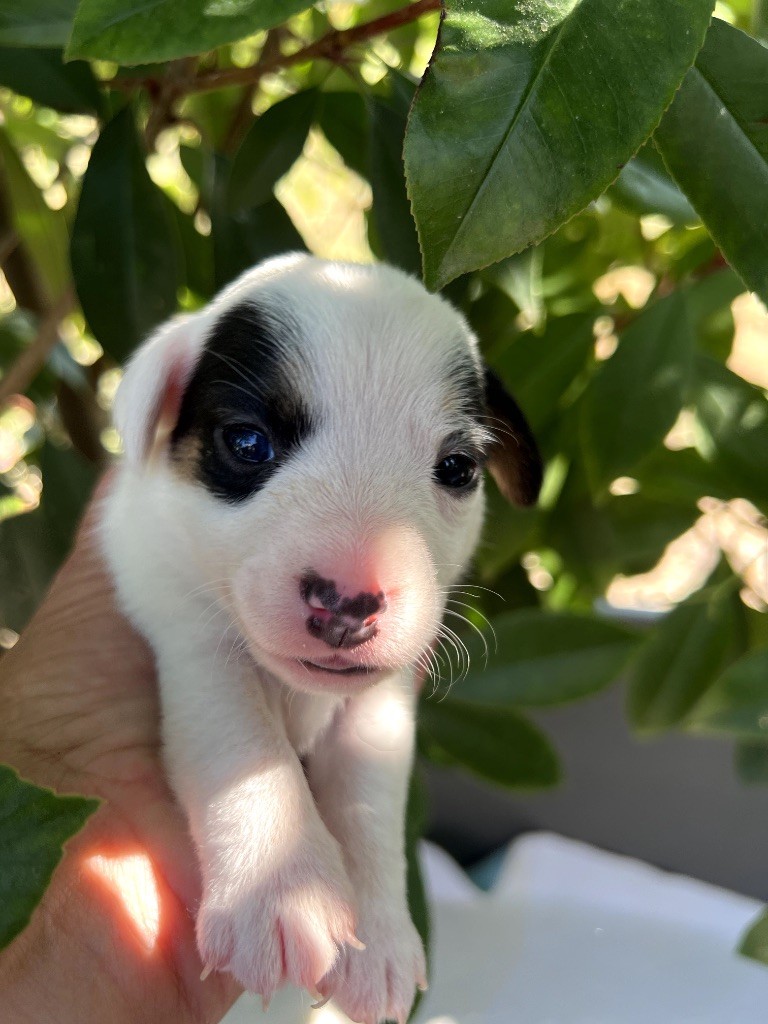 Des Niglots Du Gard - Chiots disponibles - Jack Russell Terrier