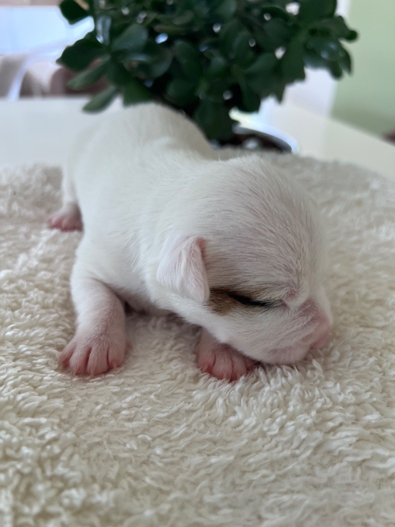 Des Niglots Du Gard - Chiots disponibles - Jack Russell Terrier