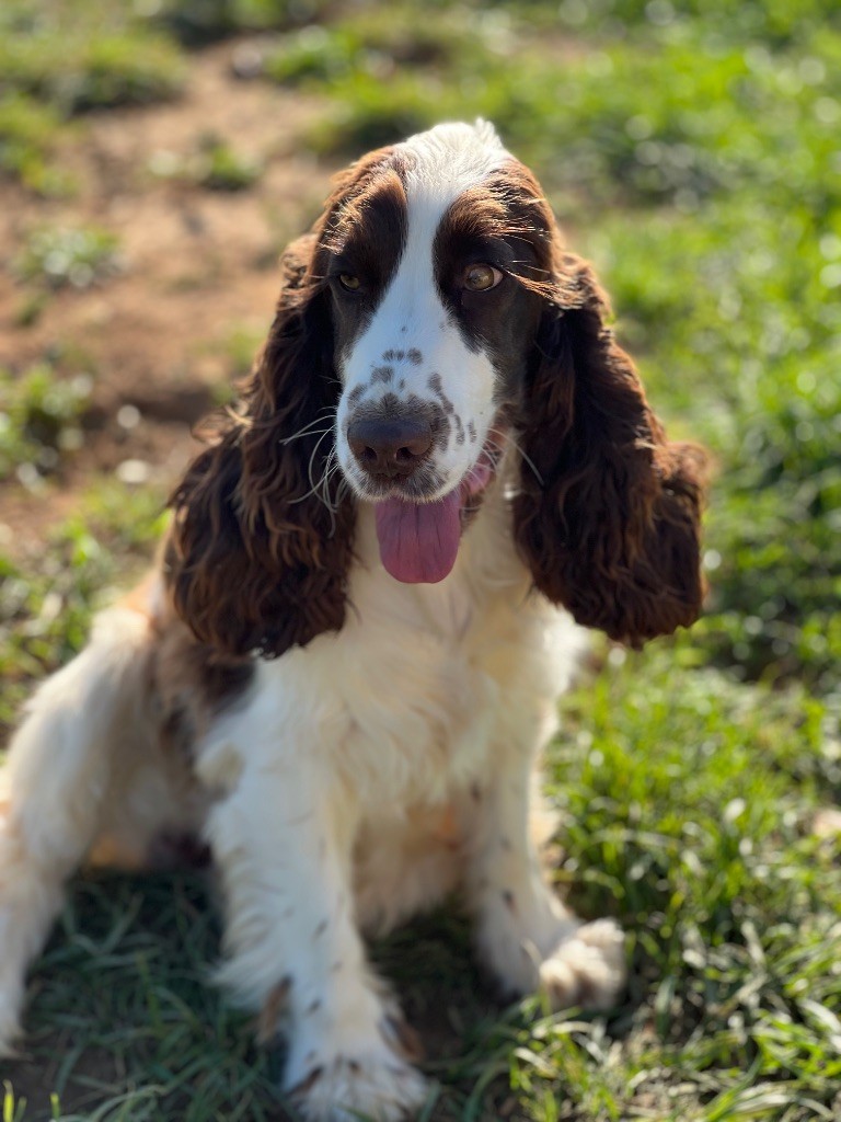Chiot Cocker Spaniel Anglais Des Niglots Du Gard
