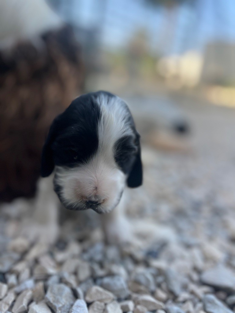 Des Niglots Du Gard - Chiots disponibles - Cocker Spaniel Anglais