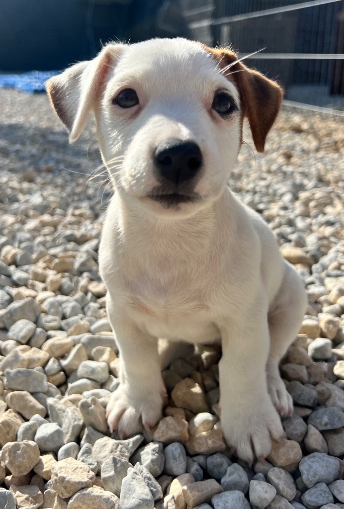 Des Niglots Du Gard - Chiots disponibles - Jack Russell Terrier
