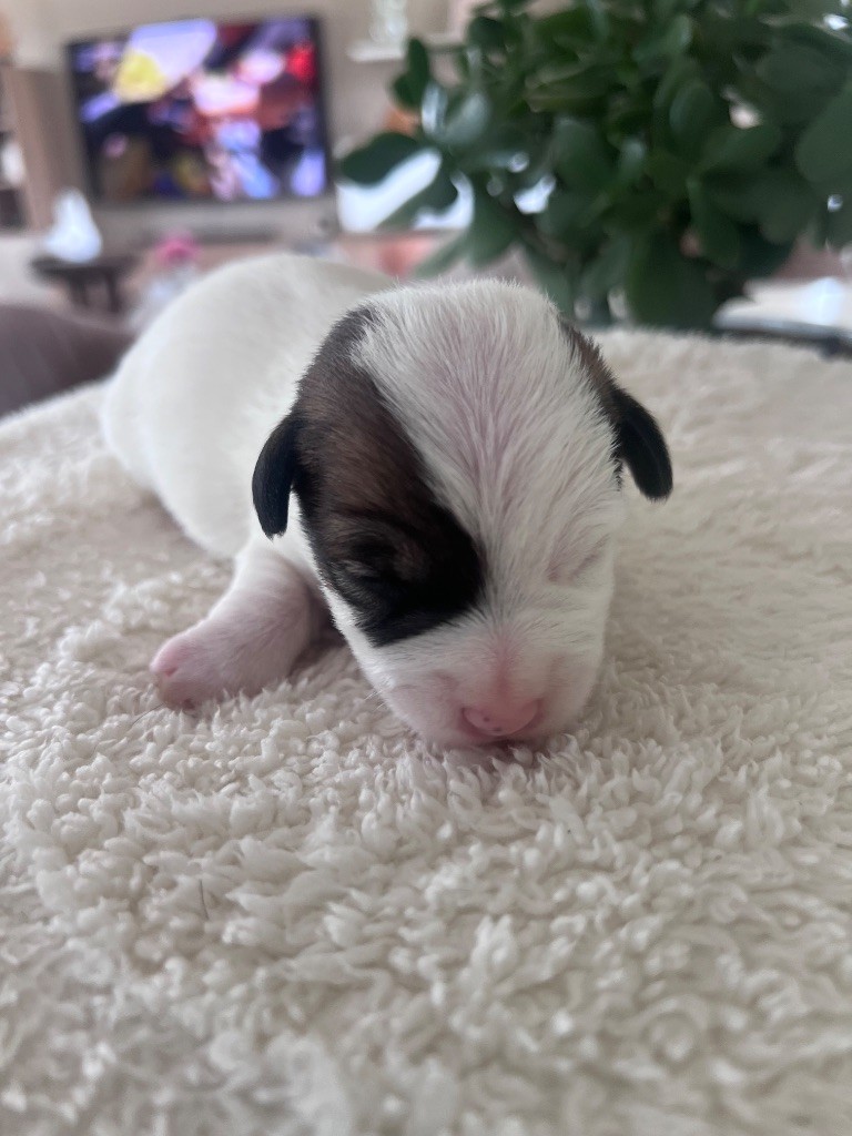 Des Niglots Du Gard - Chiots disponibles - Jack Russell Terrier