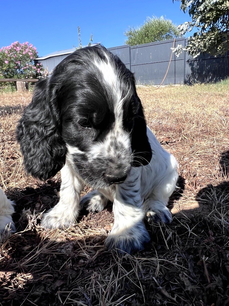 Des Niglots Du Gard - Chiots disponibles - Cocker Spaniel Anglais