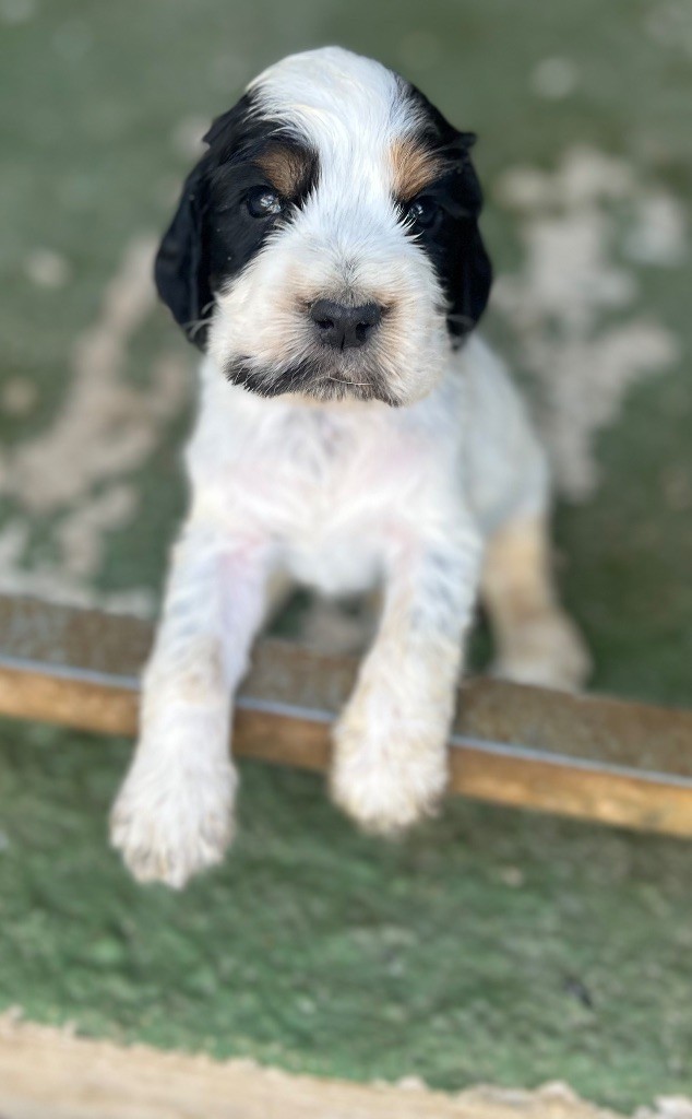 Des Niglots Du Gard - Chiots disponibles - Cocker Spaniel Anglais