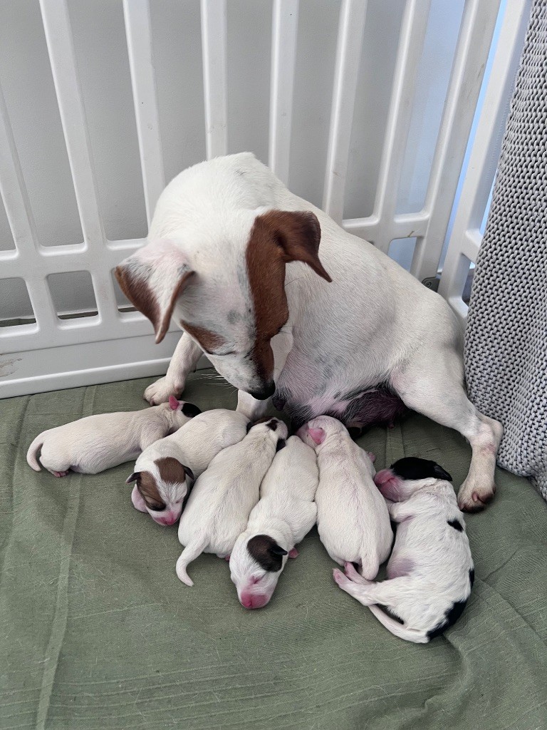 Chiot Jack Russell Terrier Des Niglots Du Gard