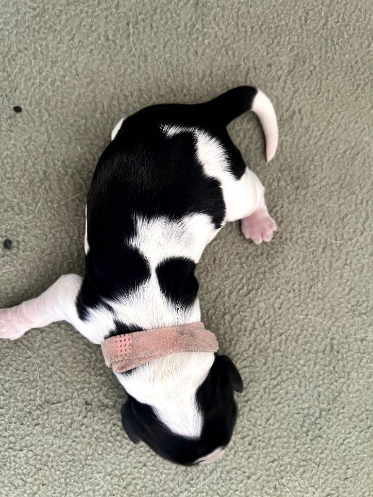 Des Niglots Du Gard - Chiots disponibles - Cocker Spaniel Anglais