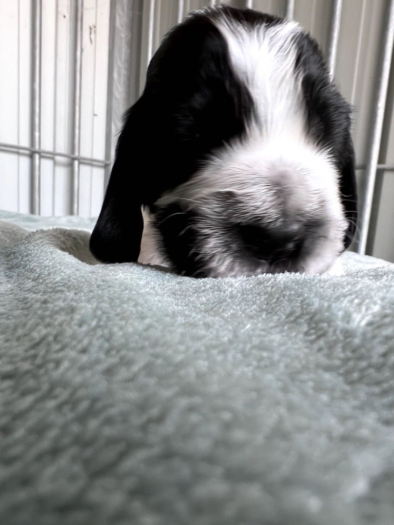 Des Niglots Du Gard - Chiots disponibles - Cocker Spaniel Anglais