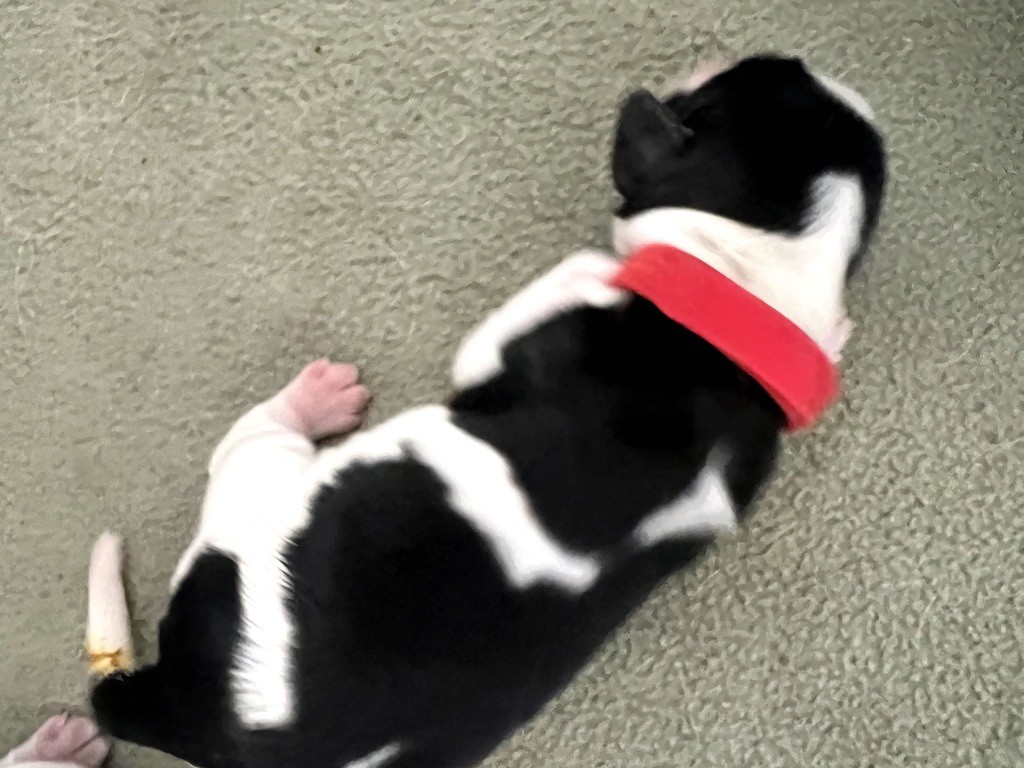 Des Niglots Du Gard - Chiots disponibles - Cocker Spaniel Anglais