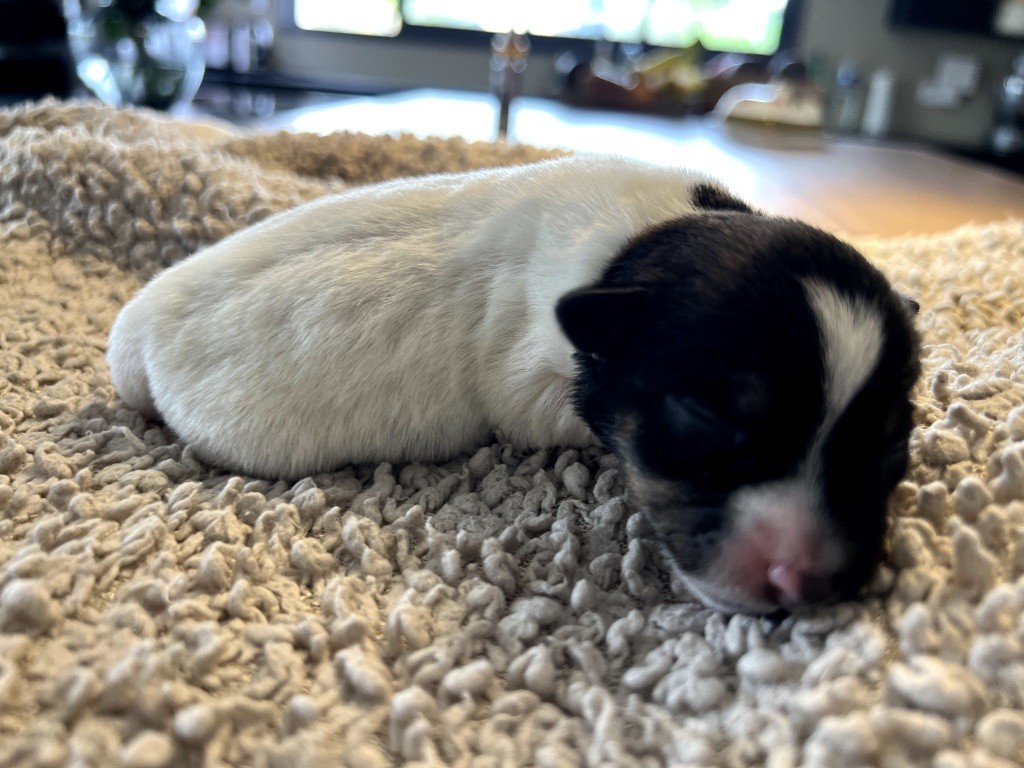 Des Niglots Du Gard - Chiots disponibles - Jack Russell Terrier