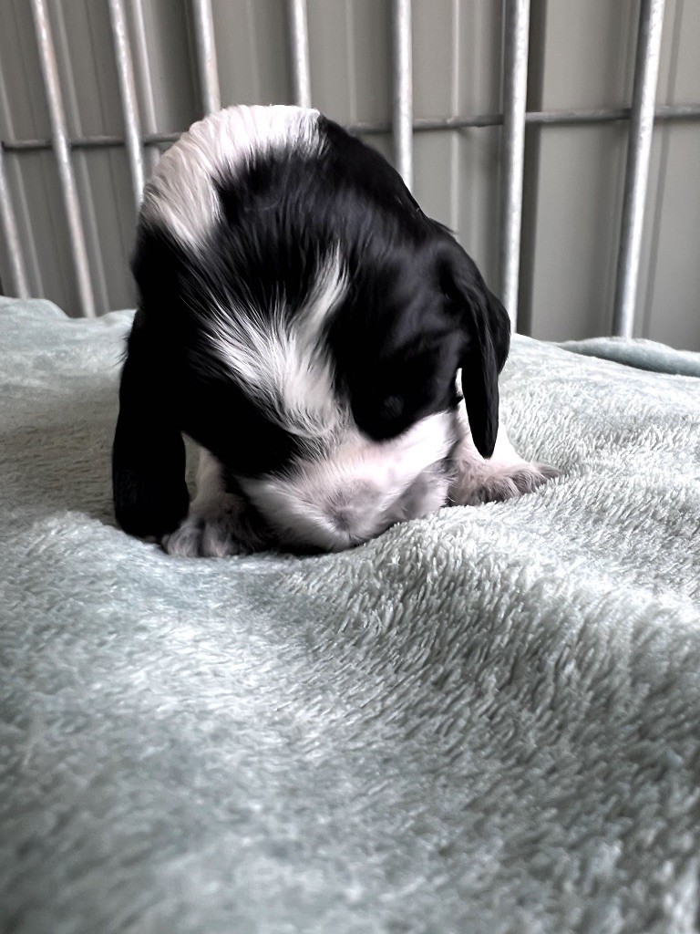 Des Niglots Du Gard - Chiots disponibles - Cocker Spaniel Anglais
