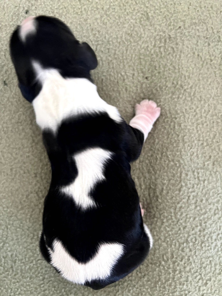 Des Niglots Du Gard - Chiots disponibles - Cocker Spaniel Anglais