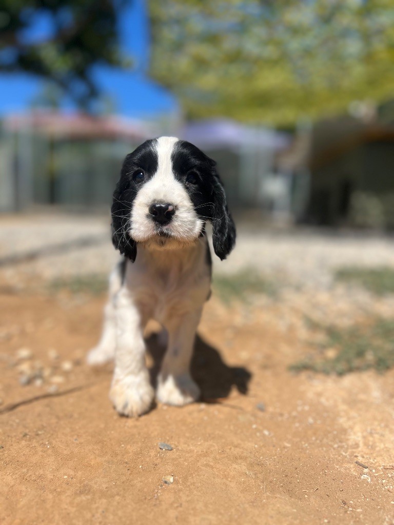 Des Niglots Du Gard - Chiots disponibles - Cocker Spaniel Anglais