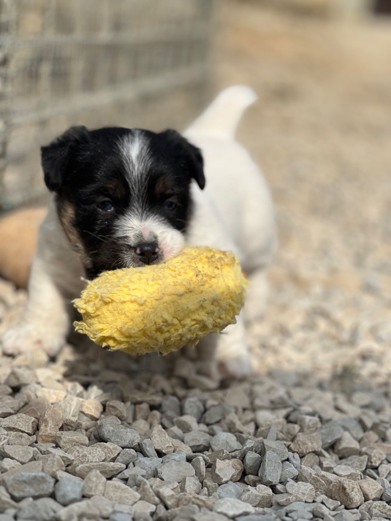 Des Niglots Du Gard - Chiots disponibles - Jack Russell Terrier