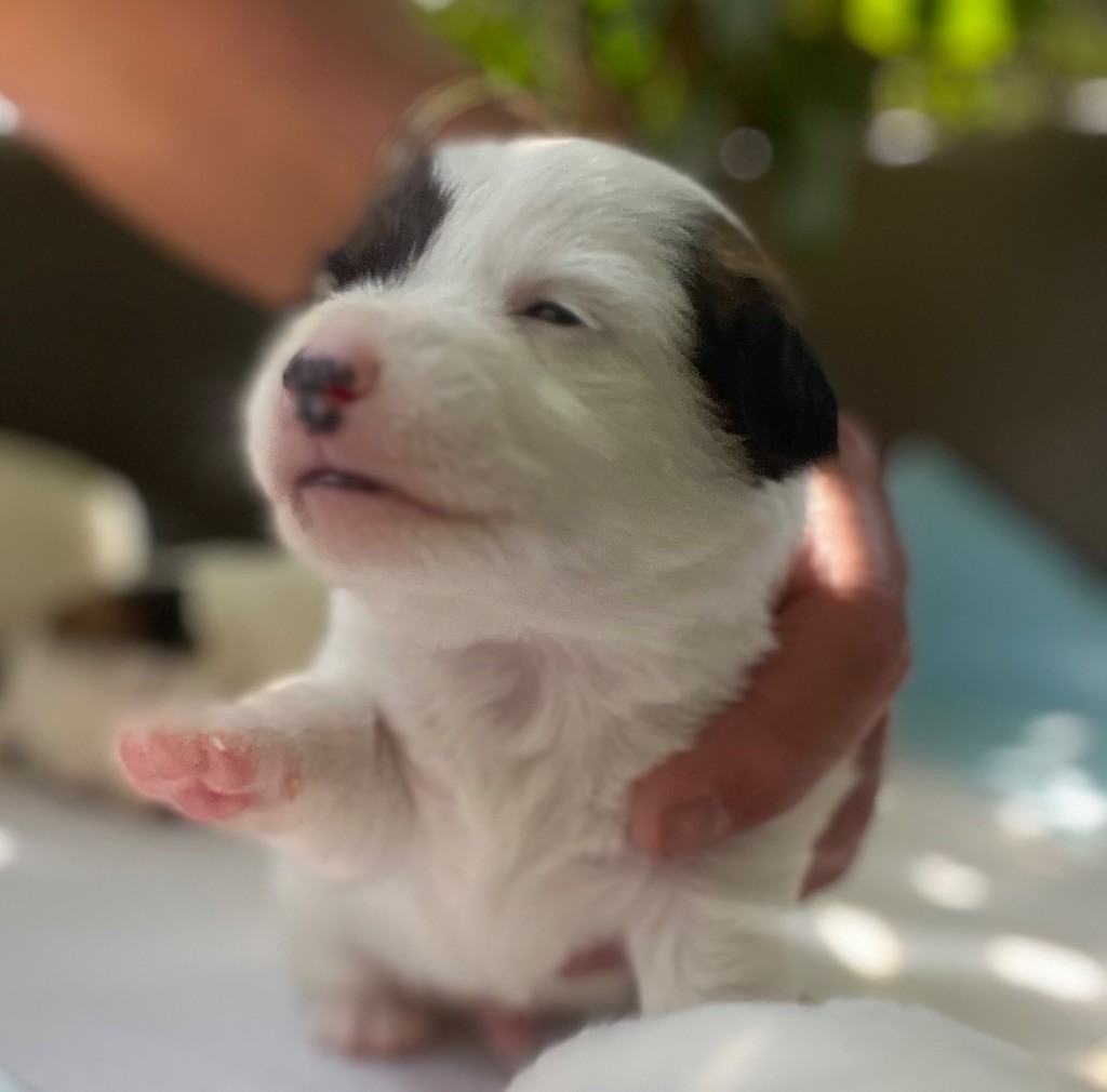 Des Niglots Du Gard - Chiots disponibles - Jack Russell Terrier