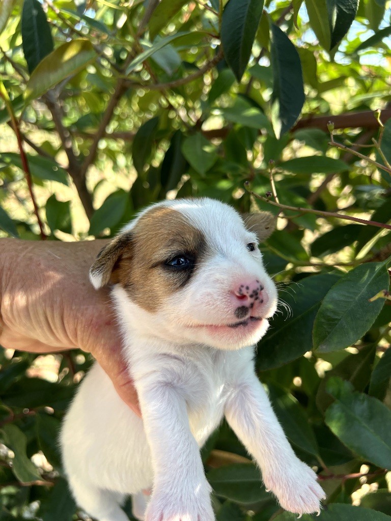 Des Niglots Du Gard - Chiots disponibles - Jack Russell Terrier