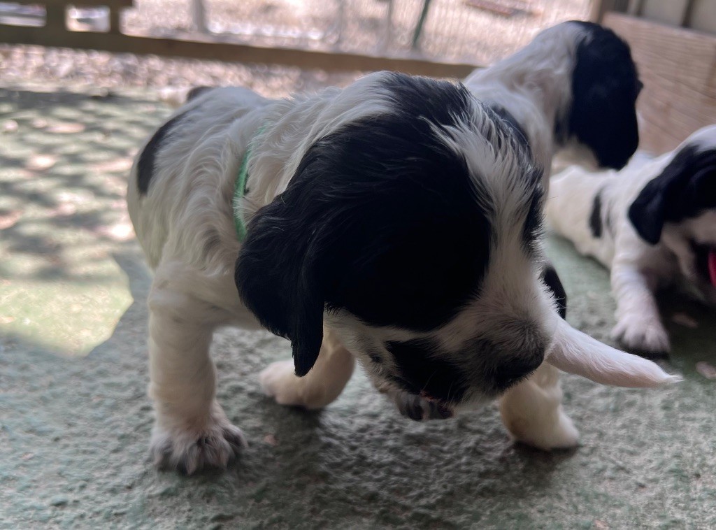 Des Niglots Du Gard - Chiots disponibles - Cocker Spaniel Anglais