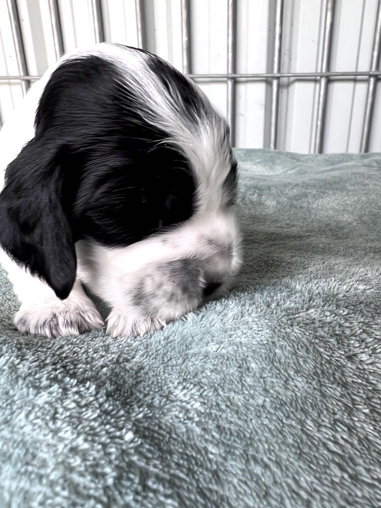 Des Niglots Du Gard - Chiots disponibles - Cocker Spaniel Anglais