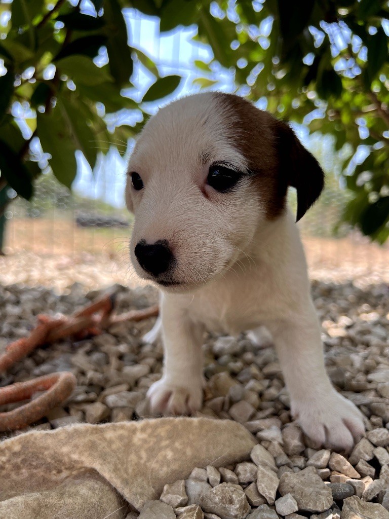 Des Niglots Du Gard - Chiots disponibles - Jack Russell Terrier