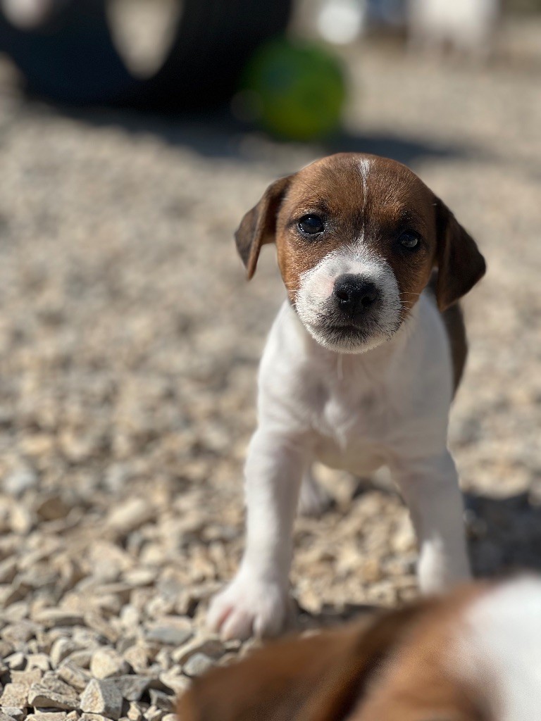 Des Niglots Du Gard - Chiots disponibles - Jack Russell Terrier