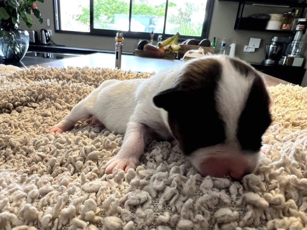 Des Niglots Du Gard - Chiots disponibles - Jack Russell Terrier